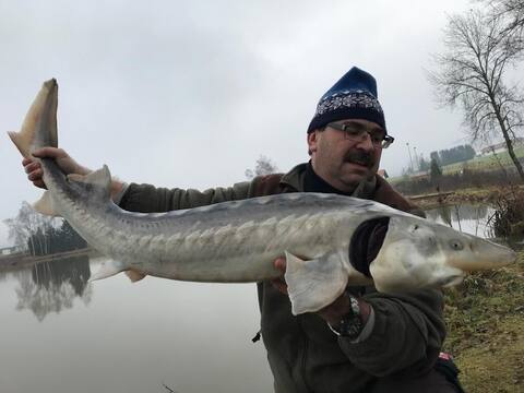 Angler mit dem 120 cm langen Stör vor dem Weiher