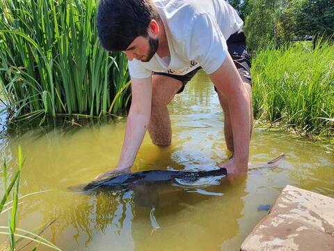 Der Stör wird im flachen Wasser schonend zurückgesetzt