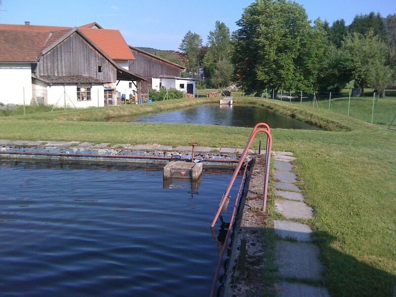 Blick über die gefüllten Aufzuchtbecken der Fischzucht zu den Gebäuden von Germannsdorf